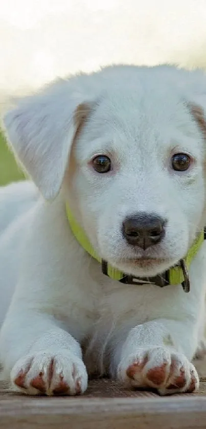 Cute white puppy lying on wooden surface with blurred green background.
