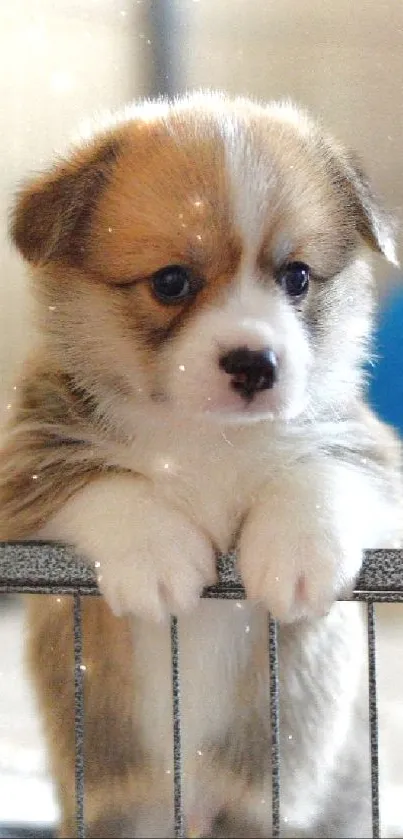 Adorable corgi puppy peering over a fence in this cute mobile wallpaper.