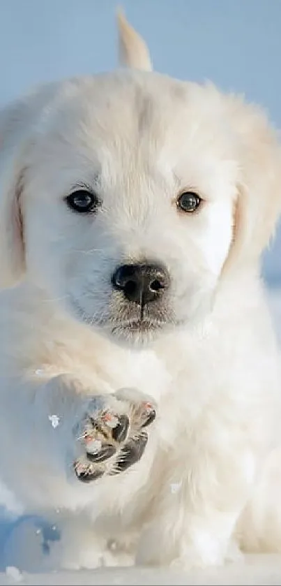 Adorable white puppy in the snow.