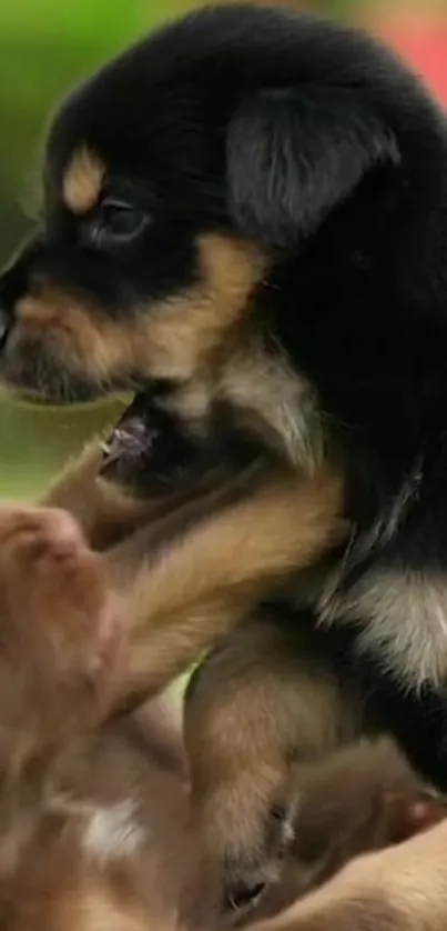 Adorable black and brown puppies playing joyfully.