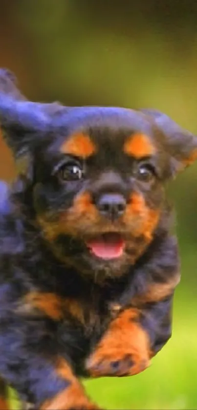 Adorable running puppy in a vibrant nature setting.