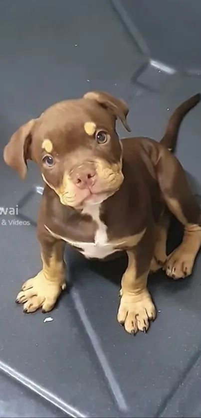 Adorable brown puppy sitting on a dark surface.