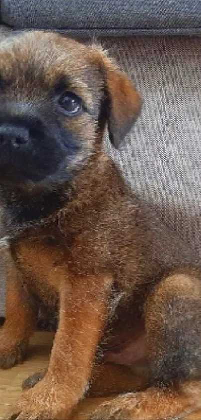 Adorable puppy sitting on the floor beside a sofa.