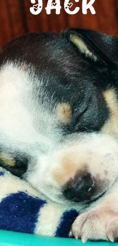 Cute puppy sleeping on a blue padded blanket, showcasing peace and warmth.