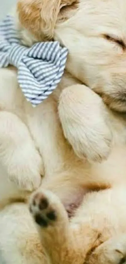 Cute puppy sleeping with a striped bow tie.