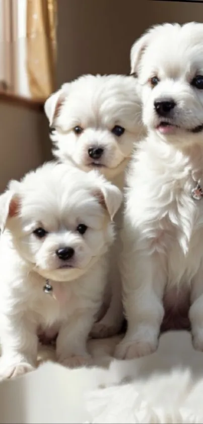 Three fluffy white puppies posing in sunlight on a soft surface.