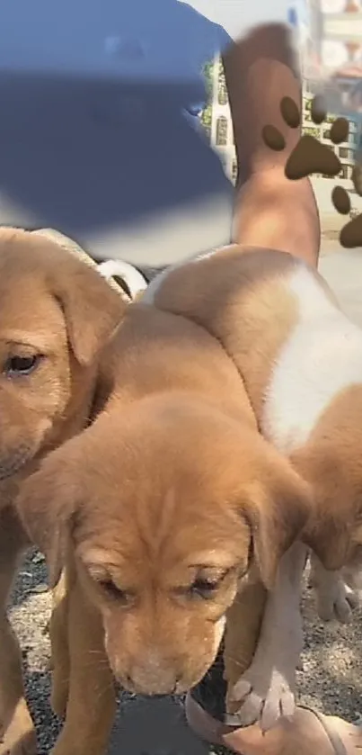 Three adorable brown puppies playing outdoors.