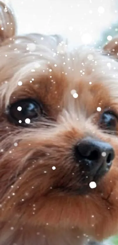 Adorable puppy gazing out window with raindrops outside.