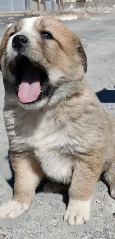 Adorable yawning puppy sitting on gravel.