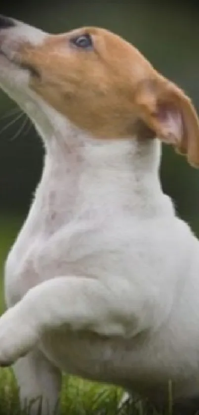 Adorable Jack Russell Terrier puppy in green grass.