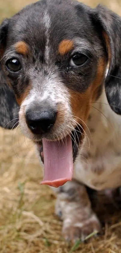 Adorable puppy with tongue out on grass, mobile wallpaper.