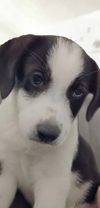 Adorable black and white puppy with cute expression.