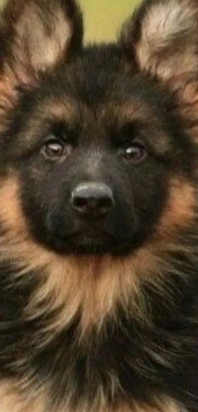 Adorable brown German Shepherd puppy with fluffy fur.