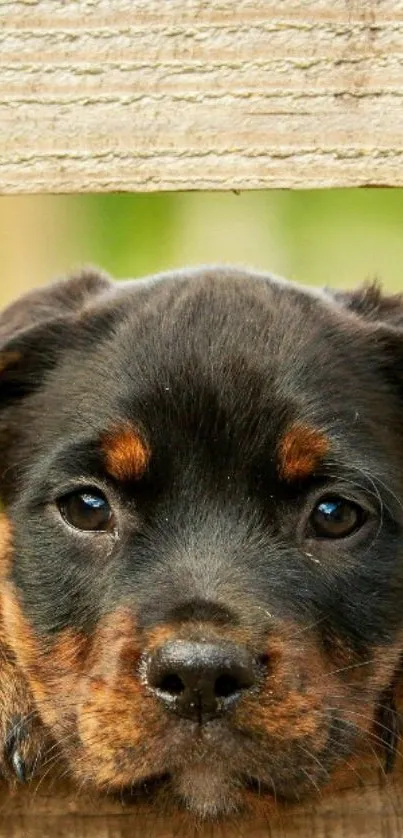 Cute black and brown puppy peeking through a fence.