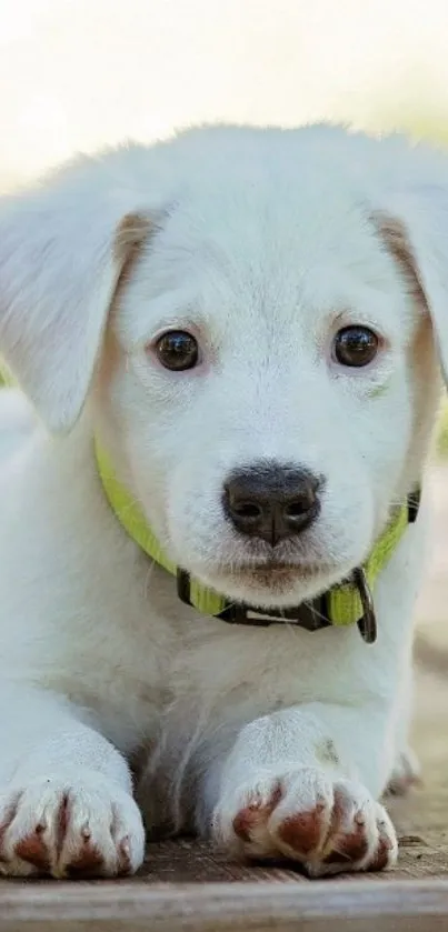 Cute puppy lying on wooden surface.