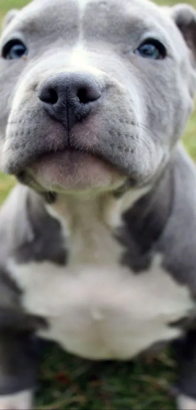 Cute gray puppy sitting on grass.