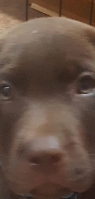 Close-up of an adorable brown puppy looking curiously.