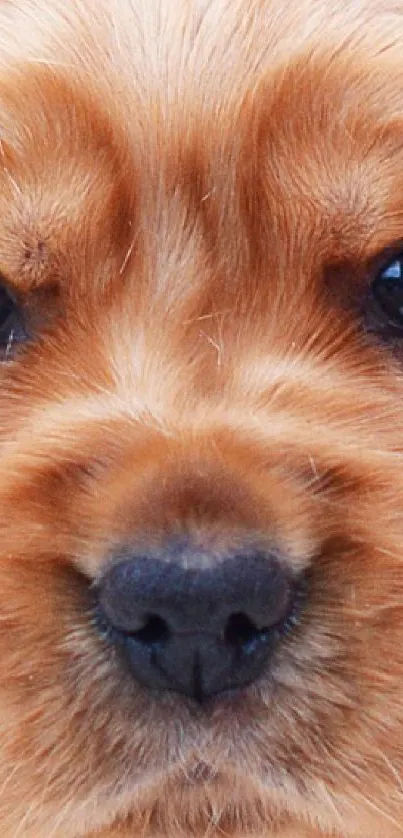 Adorable fluffy puppy sitting on a soft surface, bright green background.