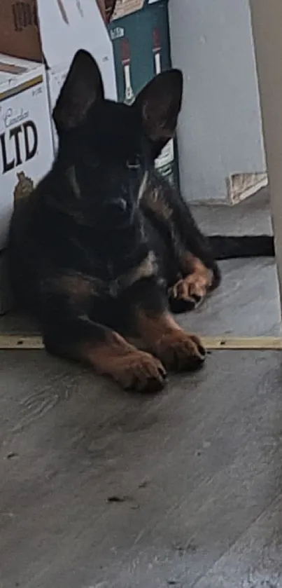 Adorable puppy resting in a cozy corner.