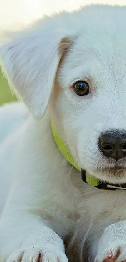 Cute puppy with bright eyes and lime green collar, lying down.