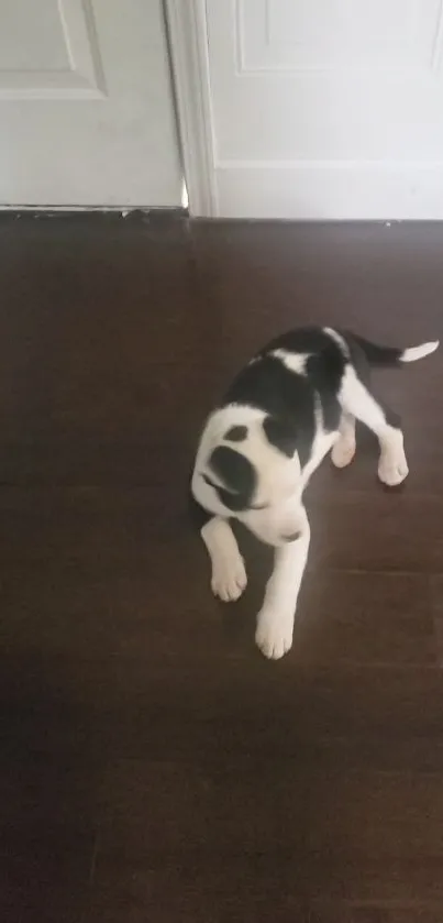 Adorable black and white puppy on a dark wooden floor.