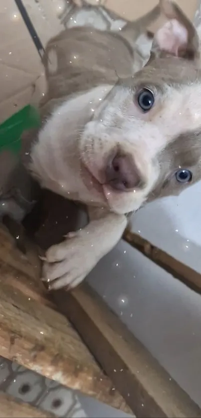 Adorable puppy with blue eyes on wooden floor.