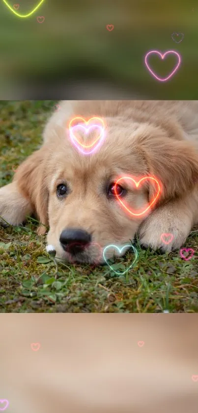 Adorable puppy on grass with colorful heart overlays.