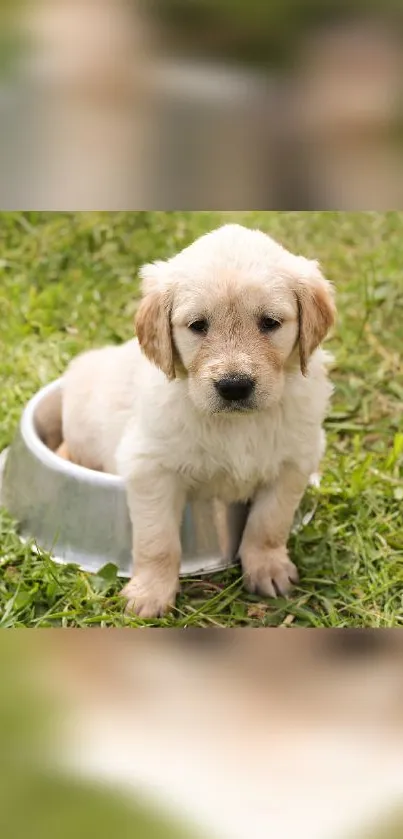 Adorable puppy sitting in a dog bowl on green grass.