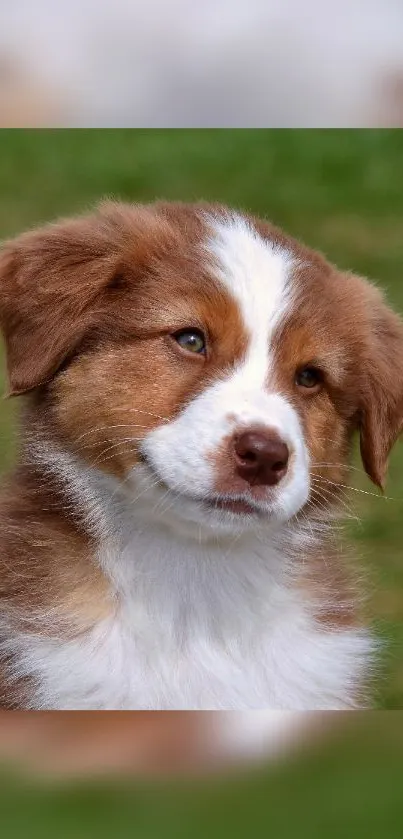 Adorable brown and white fluffy puppy sitting on grass.