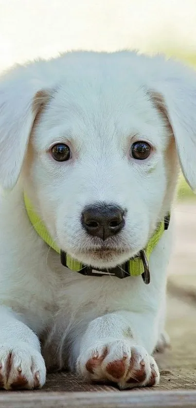 Adorable white puppy with brown eyes lying down, wearing a yellow collar.