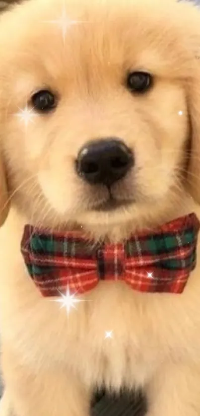 Adorable golden puppy with plaid bow tie on rustic wooden floor.