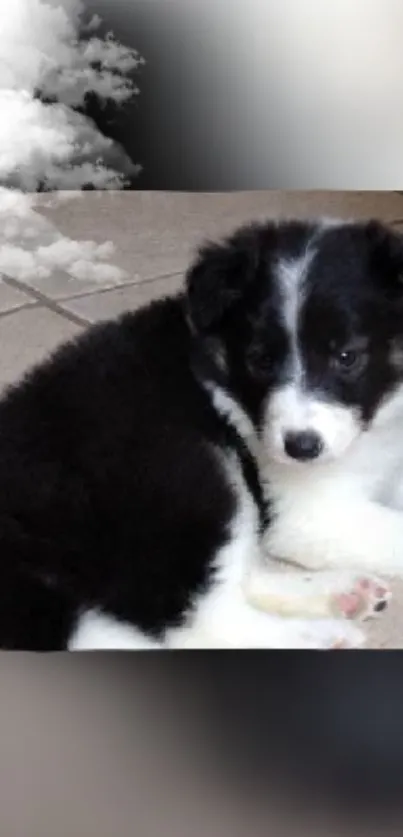 Adorable black and white puppy with clouds background.