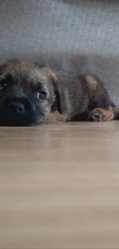 Cute puppy lying on wooden floor with cozy blanket.