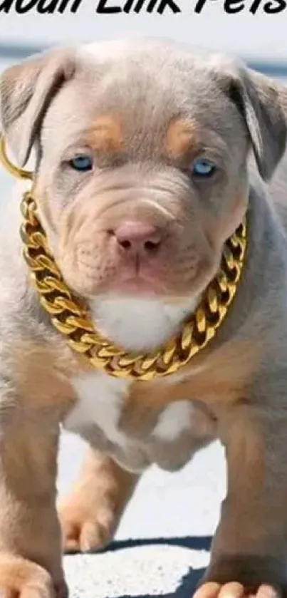 Cute puppy with a gold chain collar on pavement.