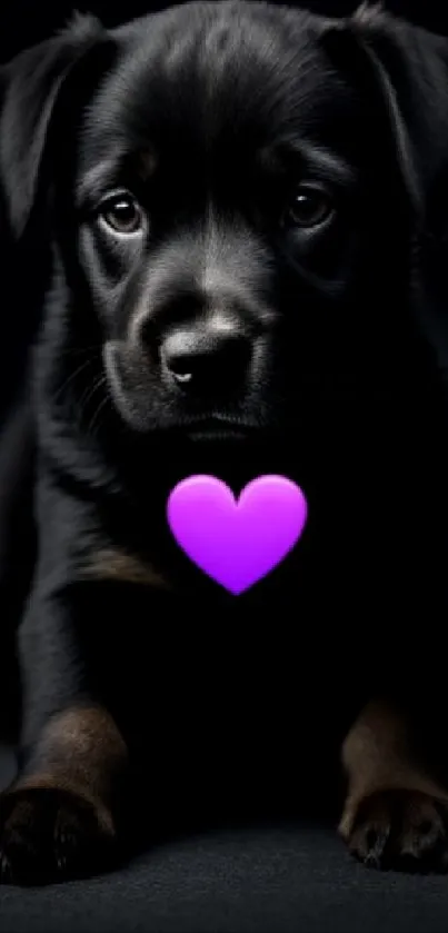 Cute black puppy with a purple heart, perfect for your mobile wallpaper.