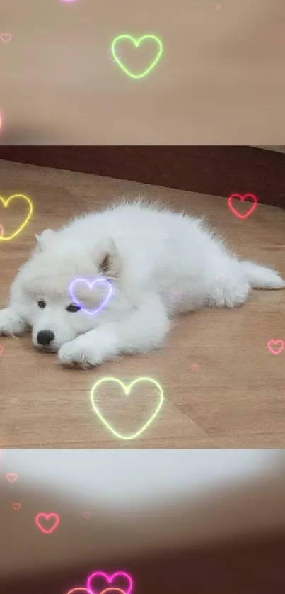 Fluffy puppy resting on a wooden floor with neon heart overlays.