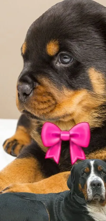 Cute puppy with a pink bow on mobile wallpaper background.