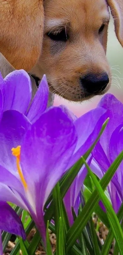 Puppy sniffing purple flowers in a vibrant setting.