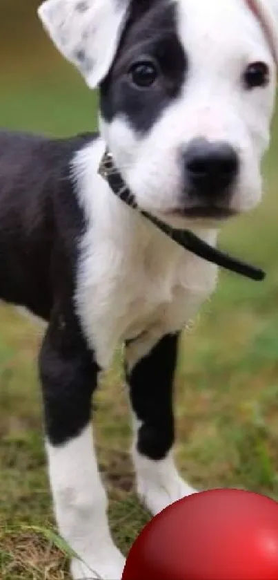 Adorable black and white puppy with a red ball on green grass.