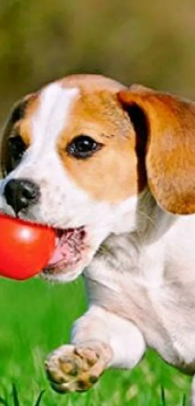 Puppy joyfully playing with a bright red ball on green grass.