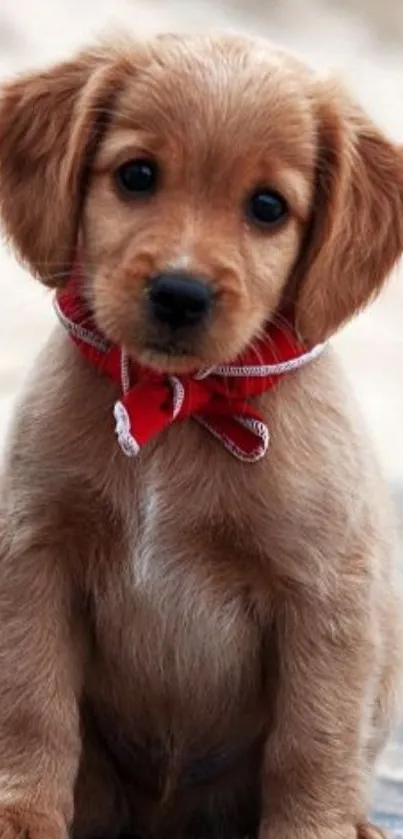 Cute puppy with red bandana sitting on wooden floor.