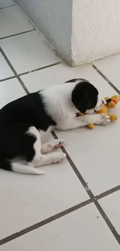 Cute black and white puppy with yellow toy on tiled floor.