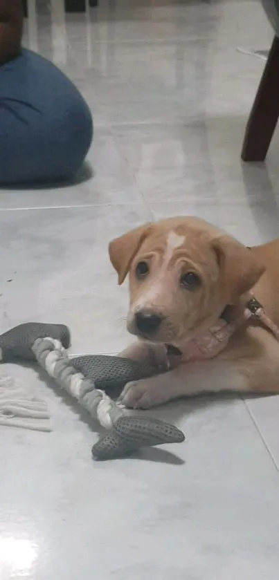 Cute puppy lying on tiled floor with toy in mouth.