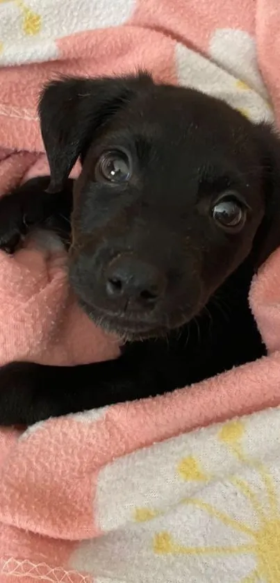 Cute black puppy wrapped in a pink blanket.