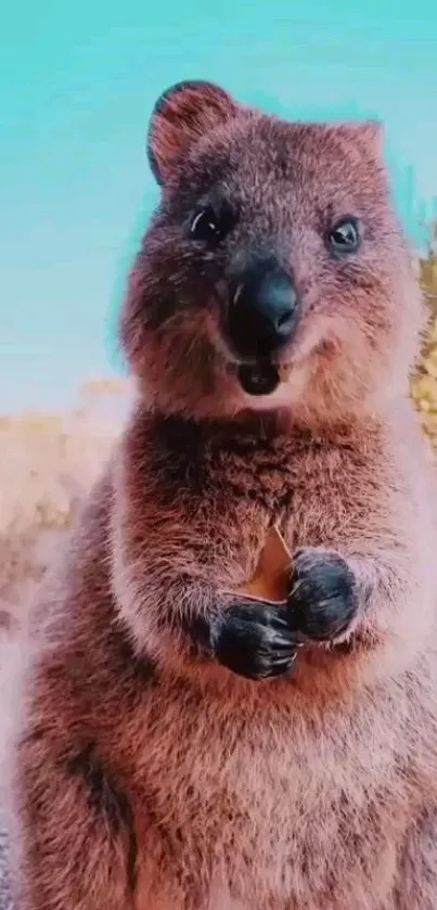 Adorable close-up of a happy quokka in nature.