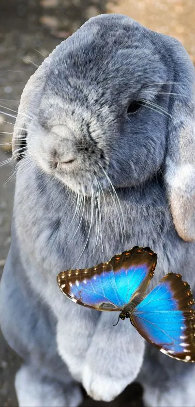 A fluffy gray bunny with a blue butterfly on its nose.