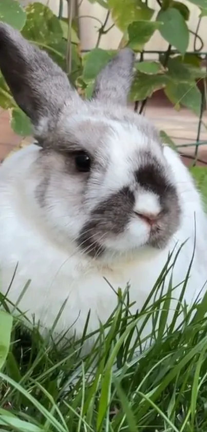 Adorable rabbit sitting in green grass and leaves.