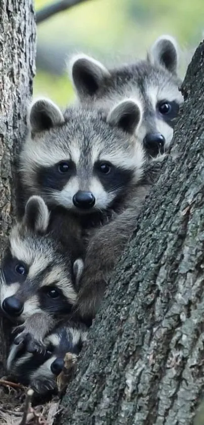 Three raccoons peeking from a tree, perfect for animal wallpaper.