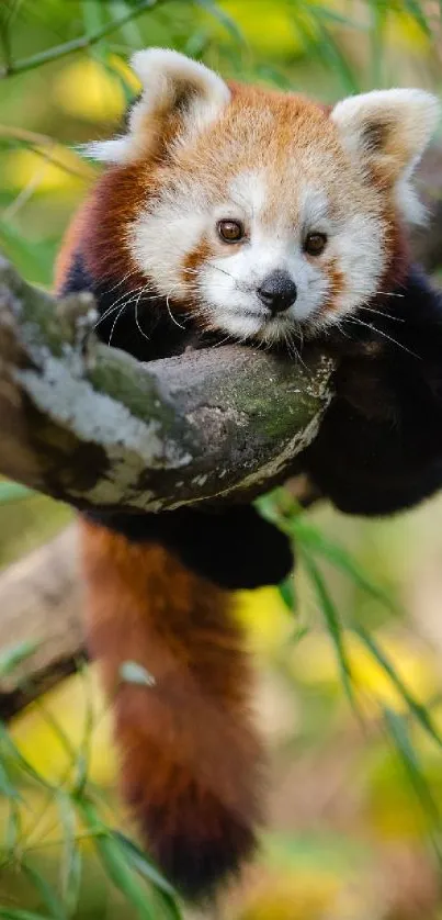 Red panda resting on a tree branch in the forest.