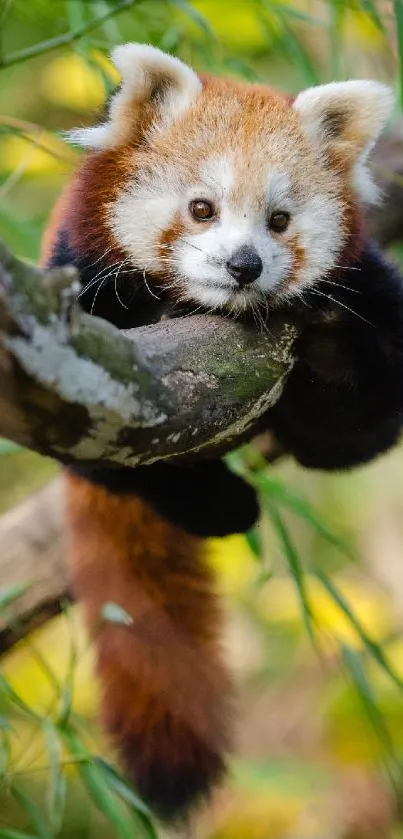 Cute red panda resting on a tree branch in lush green surroundings.